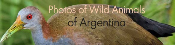 Photos of birds of Argentina