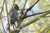 Checkered Woodpecker