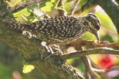 Checkered Woodpecker